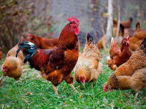 Породы куриц | ЗооТом - продажа, вязка и услуги для животных в Старице