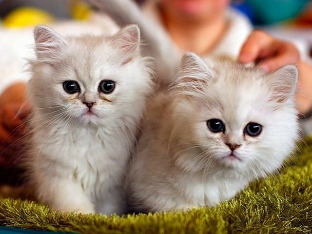 Породы кошек в Старице | ЗооТом портал о животных