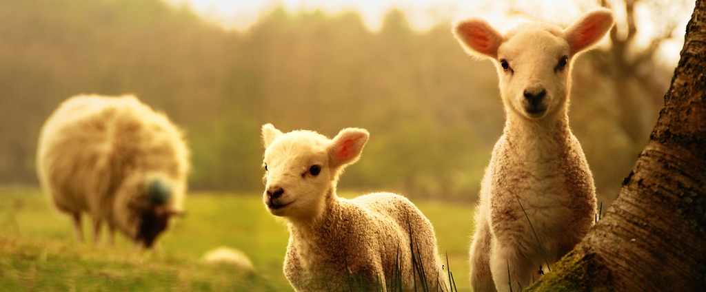 Объявления о сельскохозяйственных животных | ЗооТом - продажа, вязка и услуги для животных в Старице