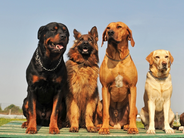 Крупные породы собак в Старице | ЗооТом портал о животных